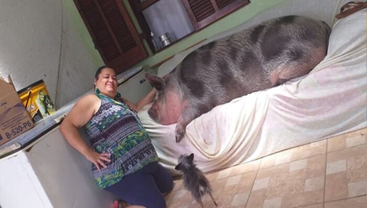 250-kg-weight-pig-care-women