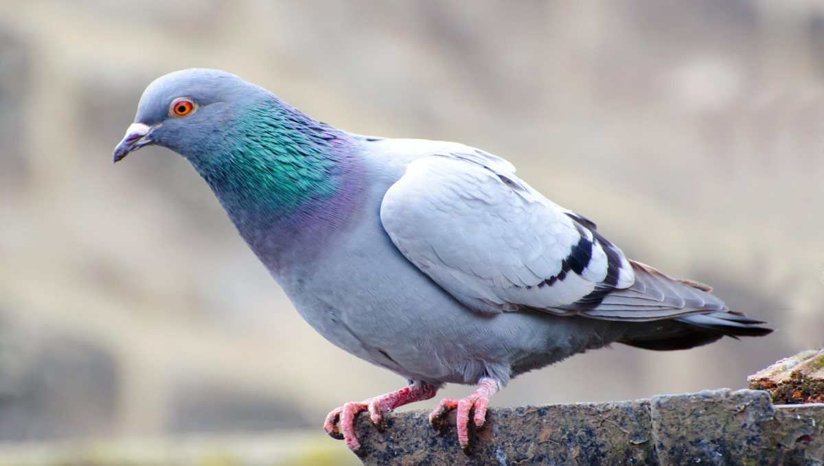 New kim pigeon sold for 14 crores