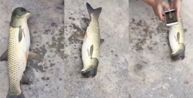 fish-head-looks-like-pura-head-video-goes-viral