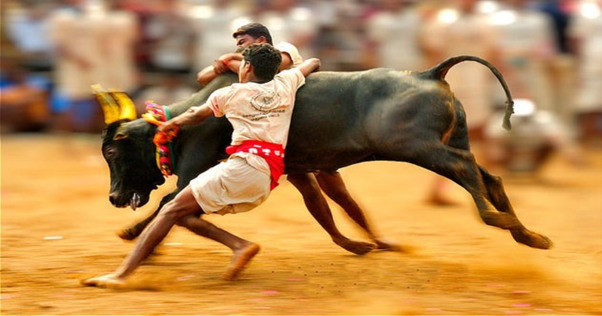 Alanganallur Avaniyapuram Jallikattu Booking 