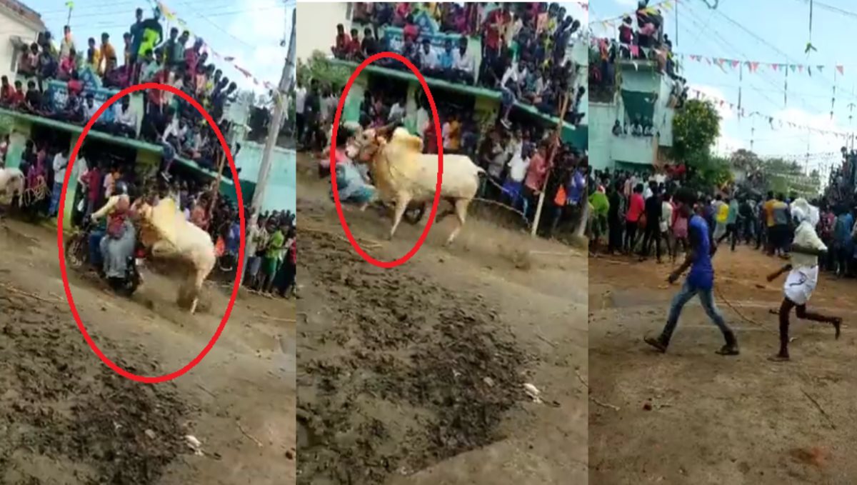 Tiruvannamalai Arani Near Area Cow Festival Woman Hit Video Goes Viral 