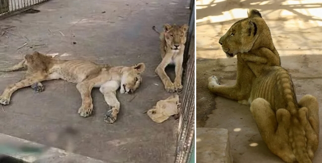Poor lions no food Sudan lions