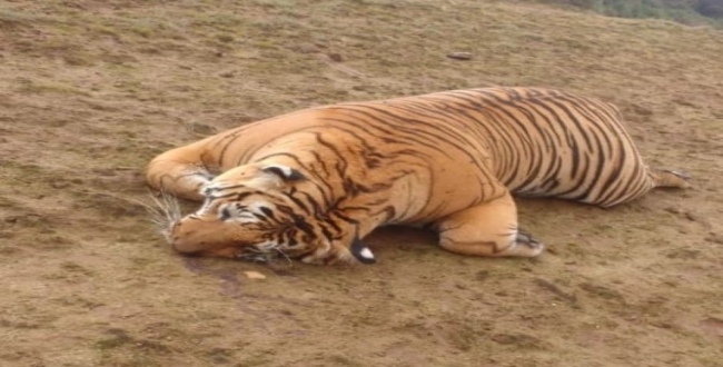 tiger-died-in-forrest