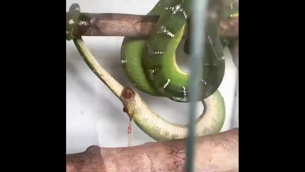 snake-giving-birth-to-baby-snake-video-viral