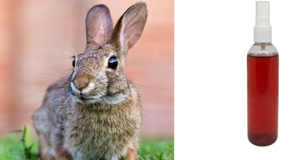 Erode Rabbit Blood Hair Oil Shop Seized