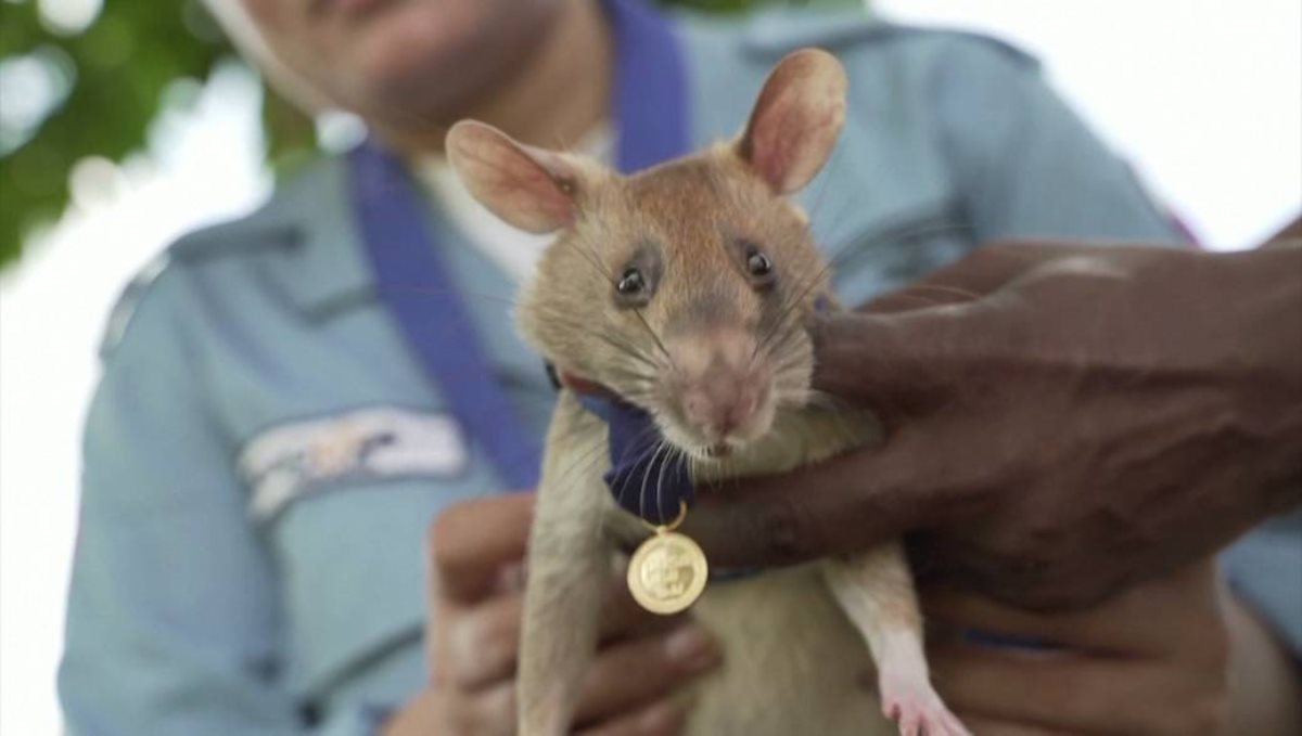 Detecting rat has received a gold medal for his bravery