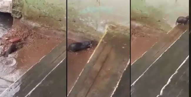 Rat saves it cubes from rain water viral video
