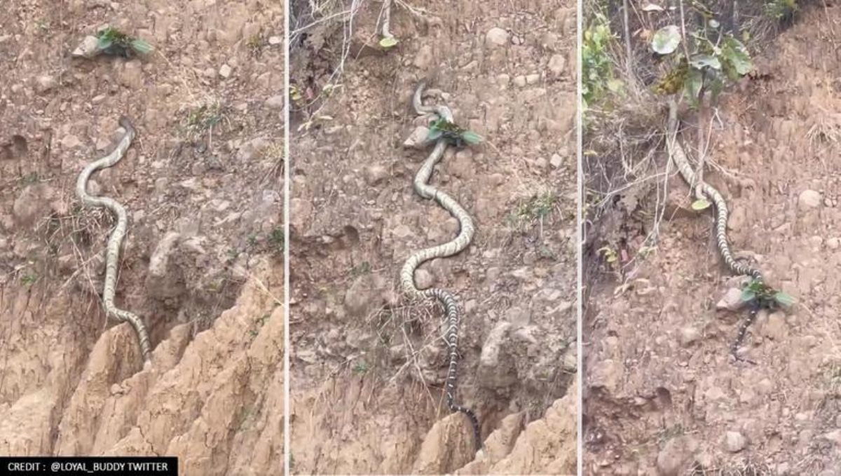 Longest king cobra found in Himachal Pradesh viral video