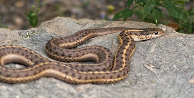 Man caught rock snake in kerala video goes viral