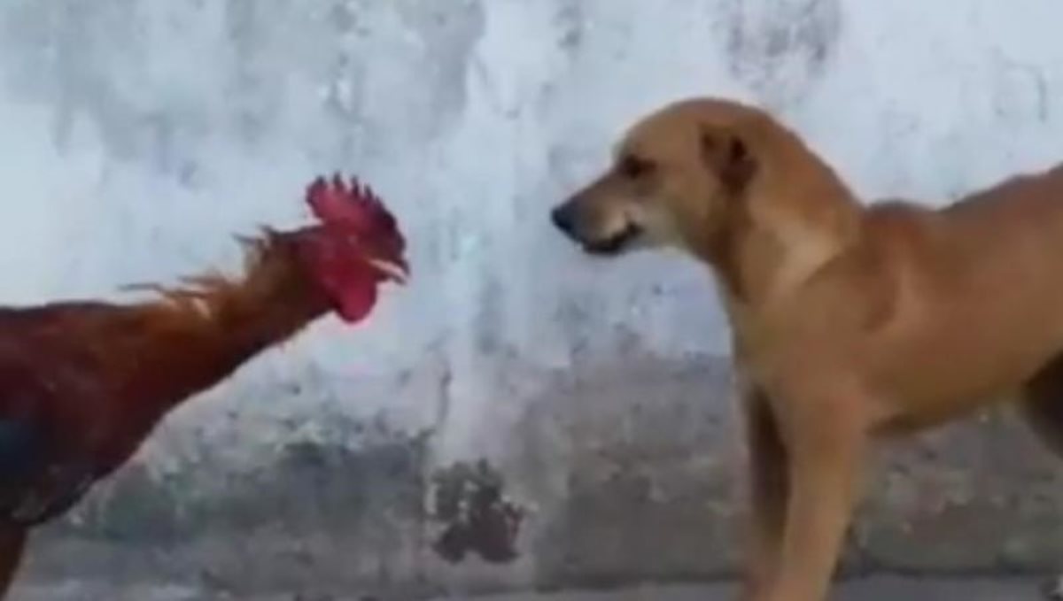 dog and rooster fight viral video