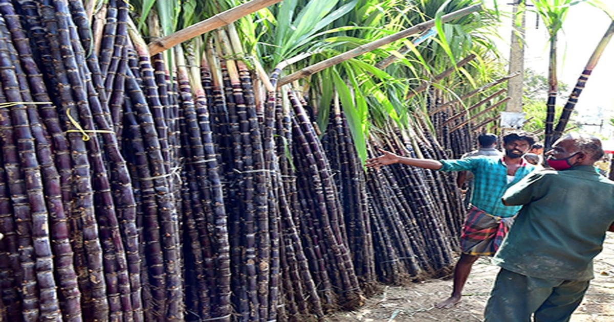 pongal-festival-farmers-sad-situation