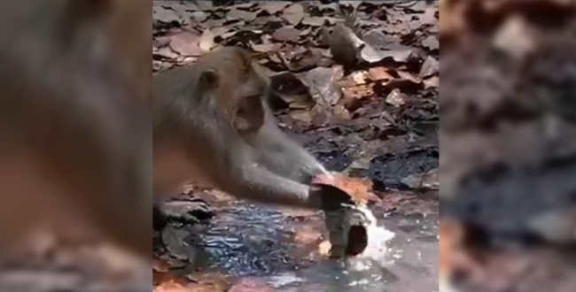 Monkey trying to save water from leaked pipe viral video