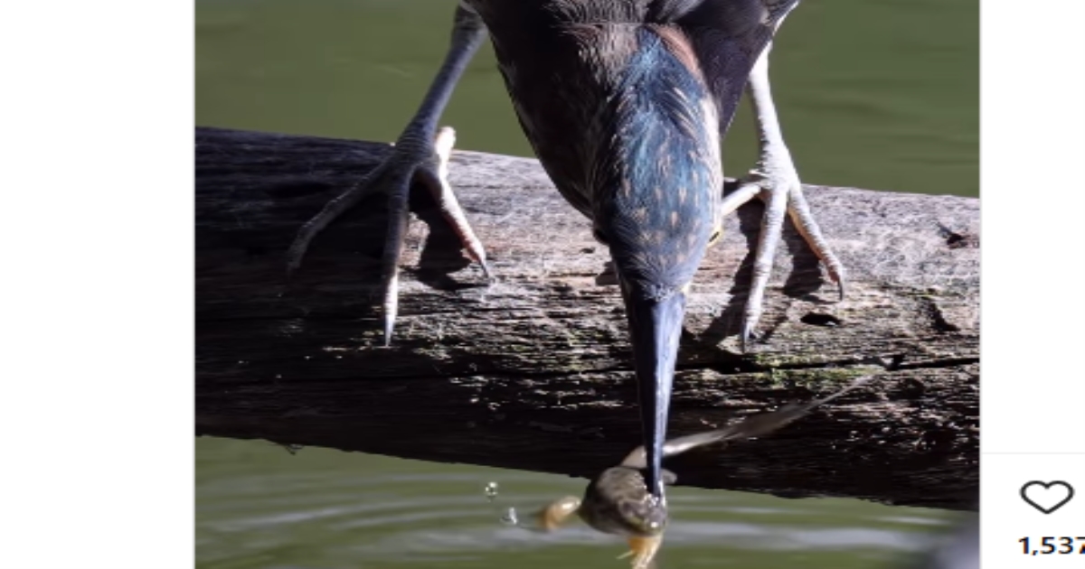 bird-hunts-frog-viral-video