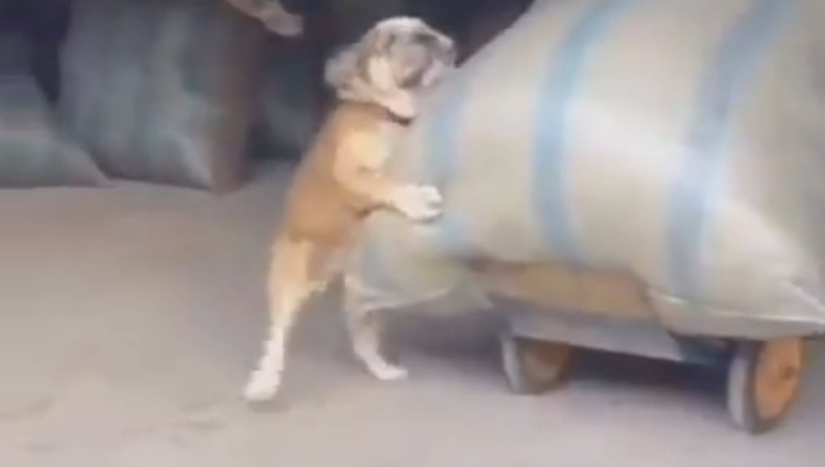dog-help-to-that-owner-video-viral