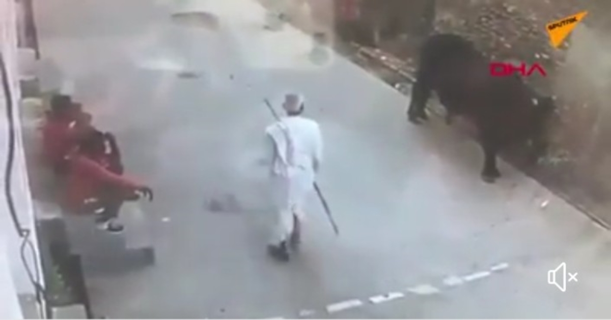 A Buffalo revenge Against Old Man