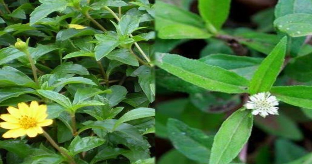 health-benefits-of-karsalangkanni-leaf