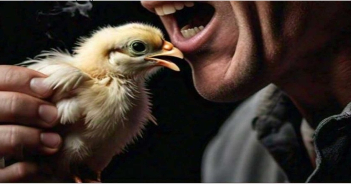 Satiskar men swallow alive chicken for baby 