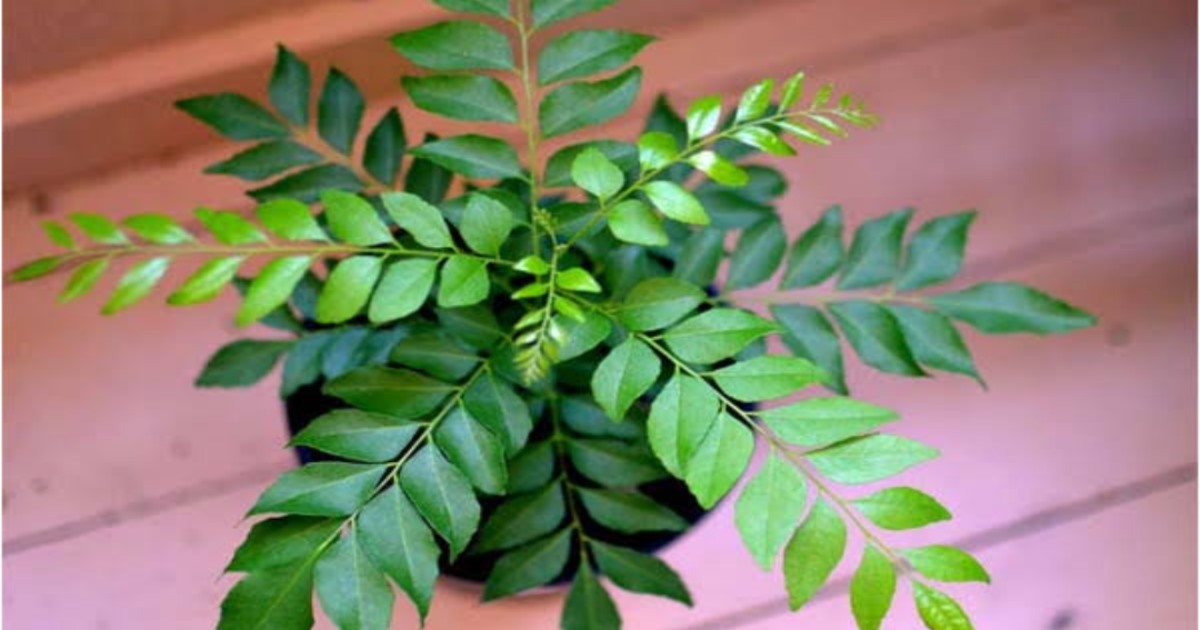 Health benefits of curry leafs 
