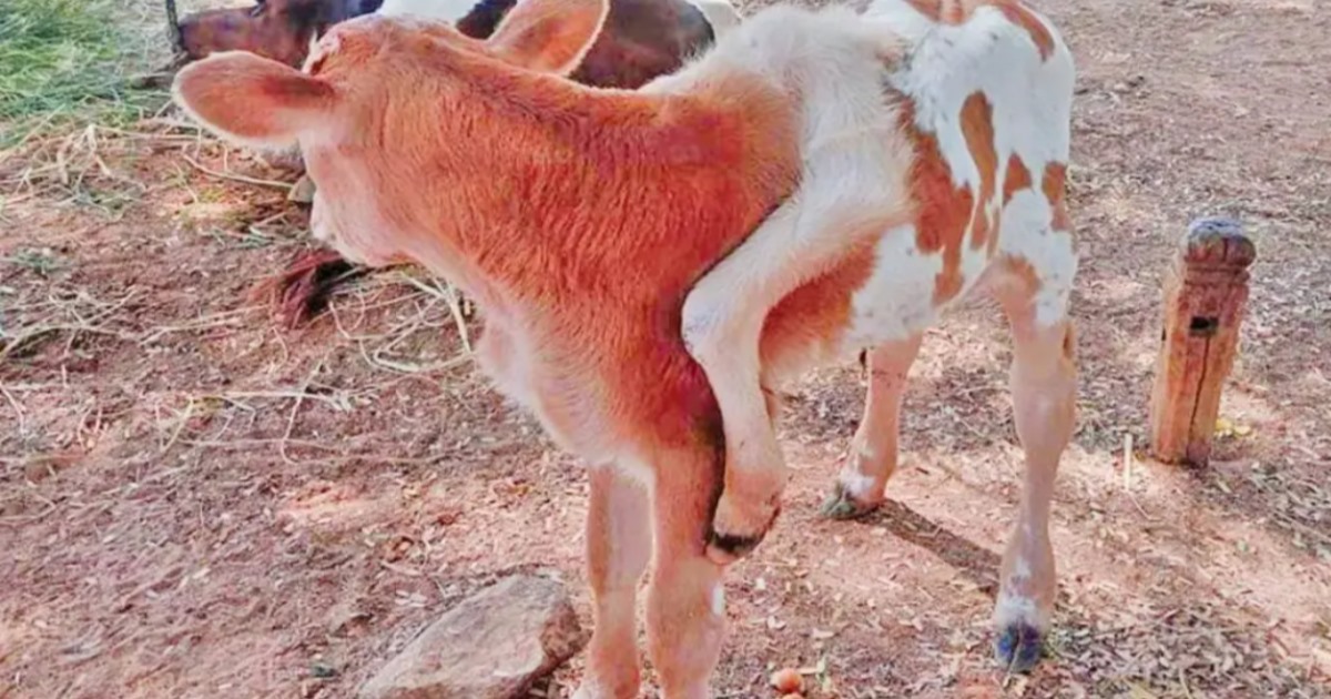 6 leg cow baby born in puthukottai 