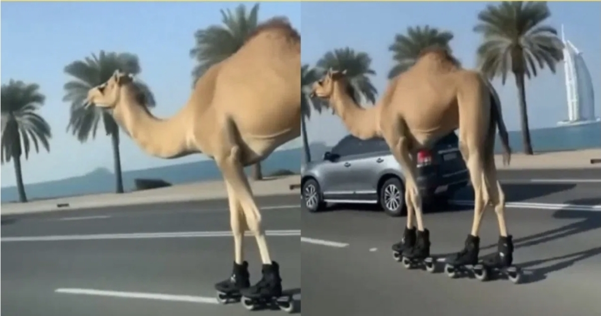 dubai-camel-skateboard-viral-video