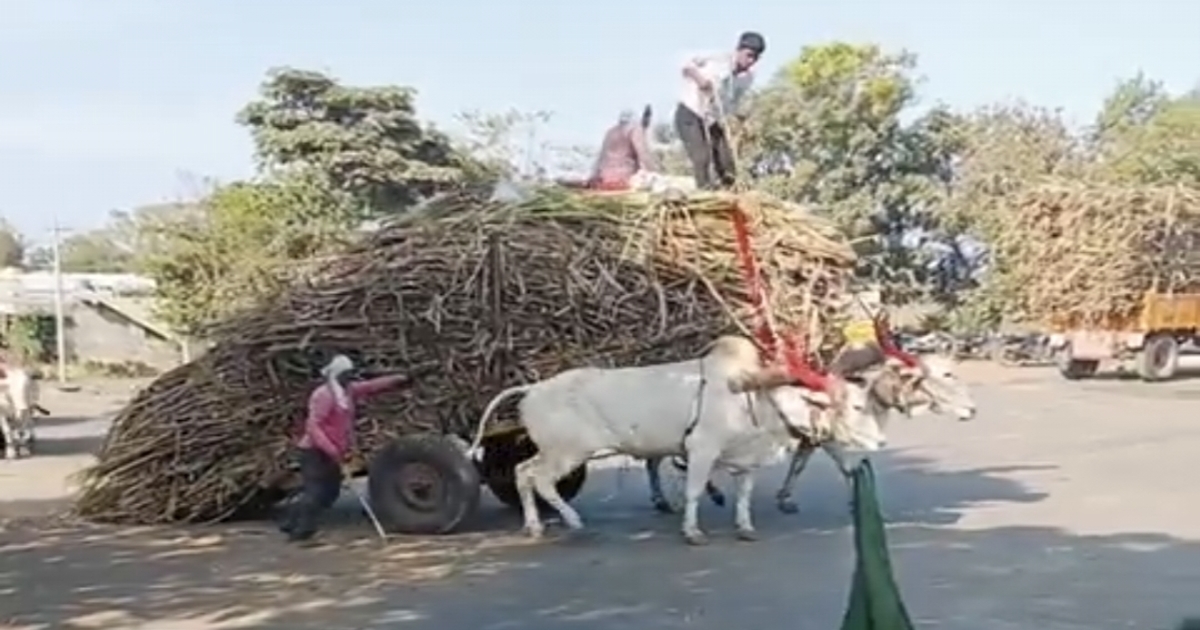 animal-cruelty-bullock-cart-video-x