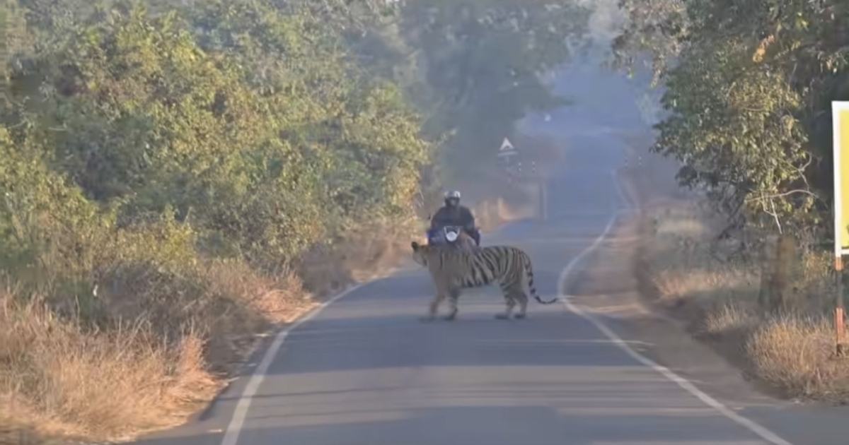 man-rides-bike-fearlessly-tiger-forest-viral-video