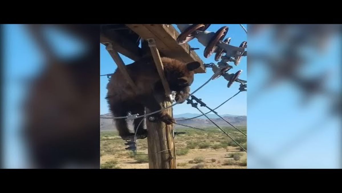 Small bear get off from pole viral video