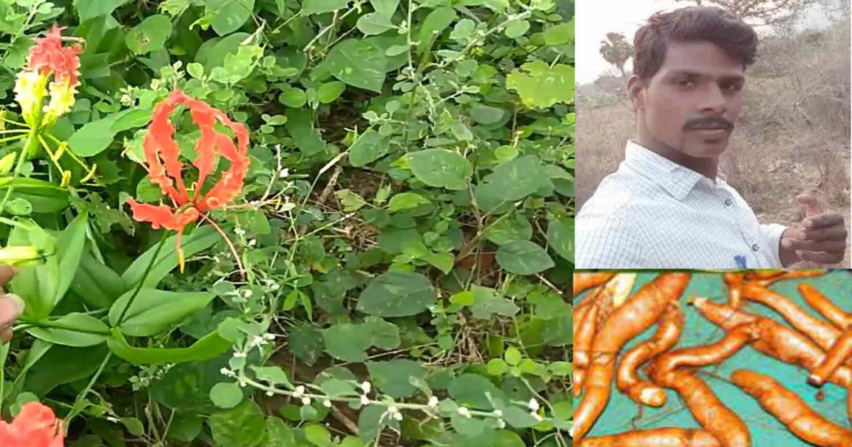 Tirupattur Man Died Eating Senganthal Flower 