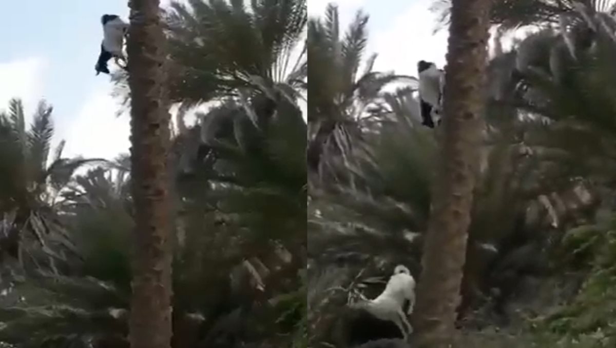 a Sheep Come Down From Top of Palm Tree