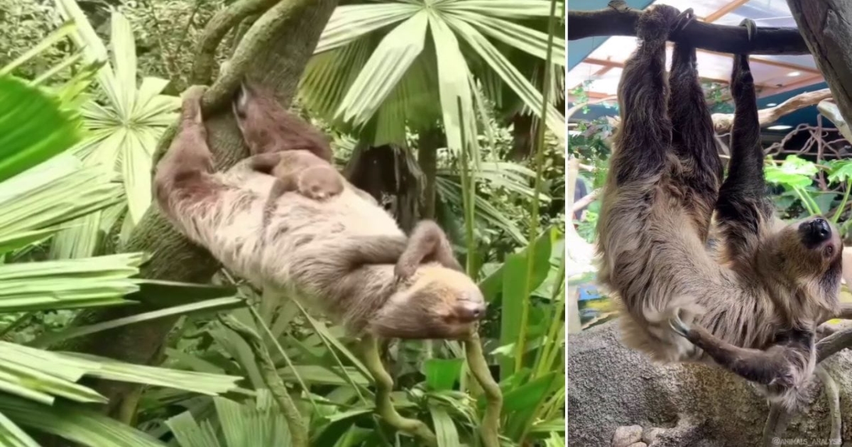 sloth-slowest-animal-amazing-facts