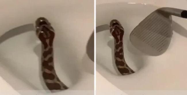 Snake found in Western toilet video goes viral