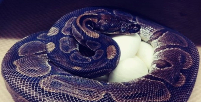62 years old python lays seven eggs without help of male python