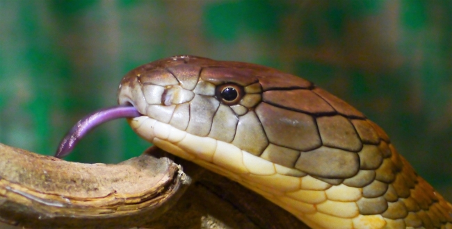 cobra-eats-rock-snake-video-goes-viral