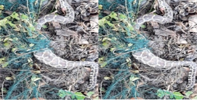 snake died in fish net