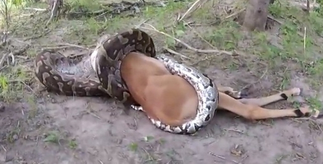 Python eat full deer video goes viral 