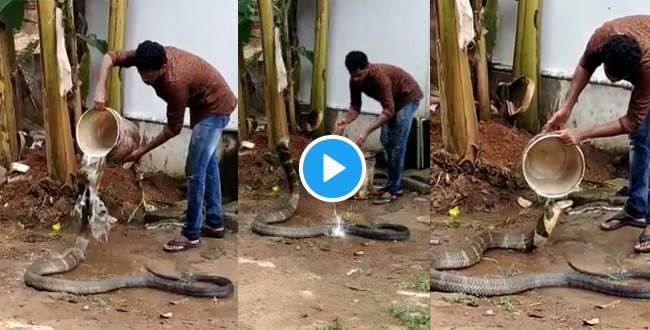 Man give bath to king cobra video goes viral