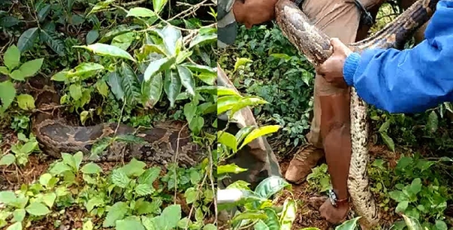 12 feet rock snake found in neelagiri