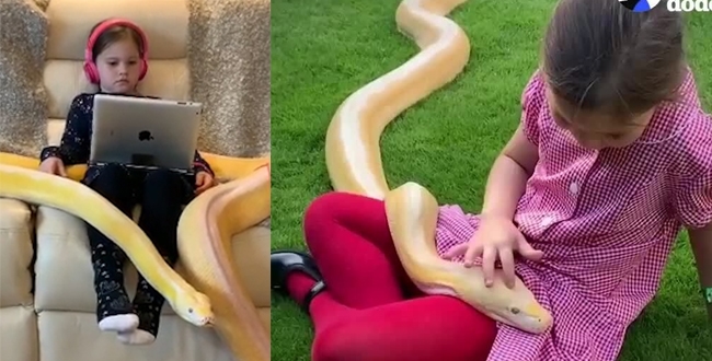 Small girl playing with 16 feet python viral video