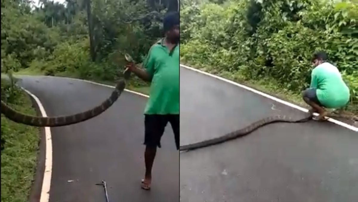 Youth catch king cobra viral video