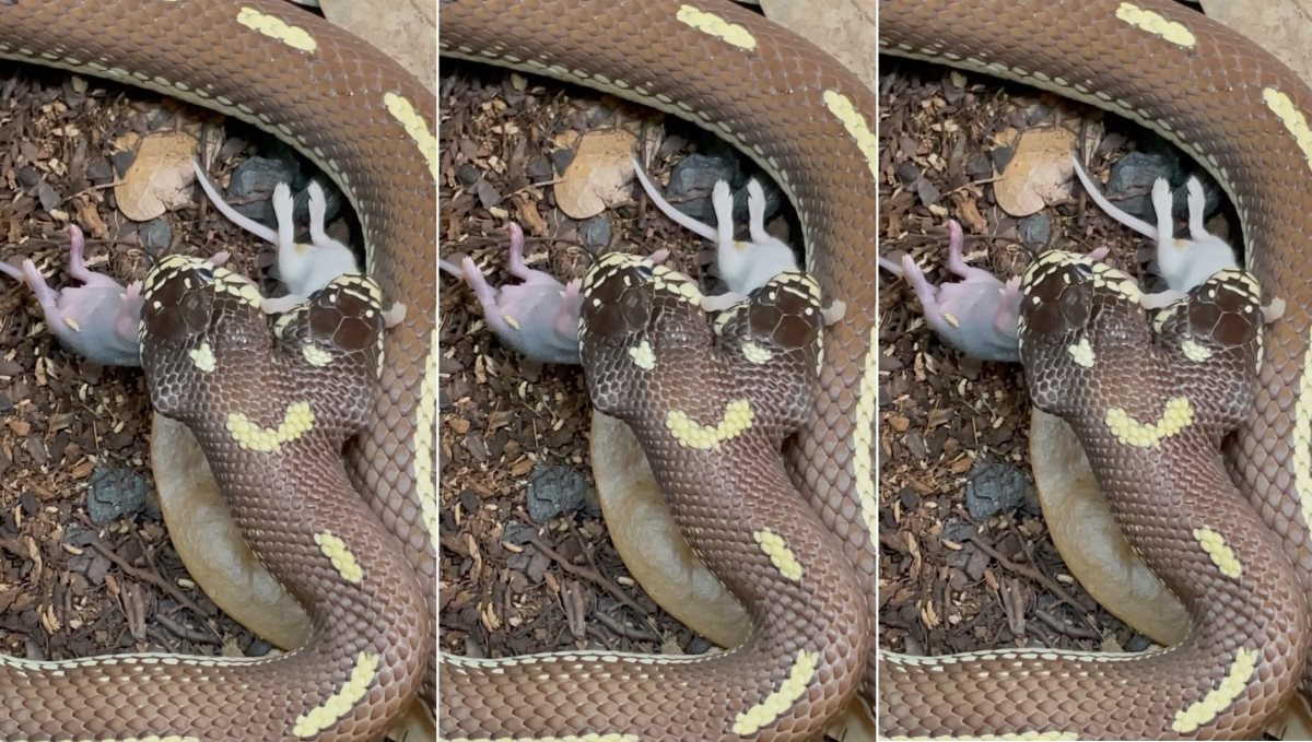 2 head snake eats 2 mouse at same time viral video