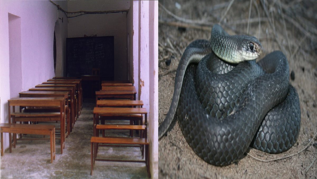 a Snake on Guru Nanak English High School Mumbai Later Rescued