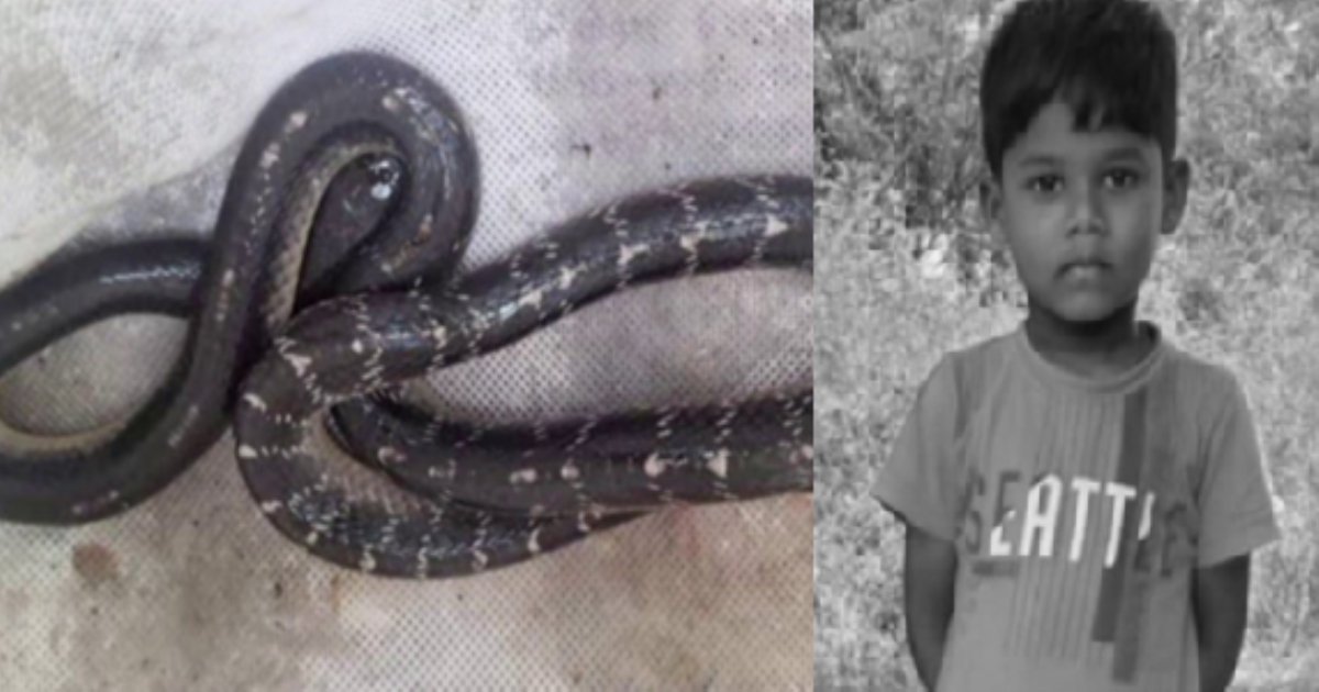 8-Year-Old Boy Dies After Viper Snake Bite in Chengalpattu