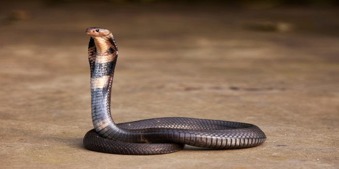 Snake bite 9 times child in Karnataka 