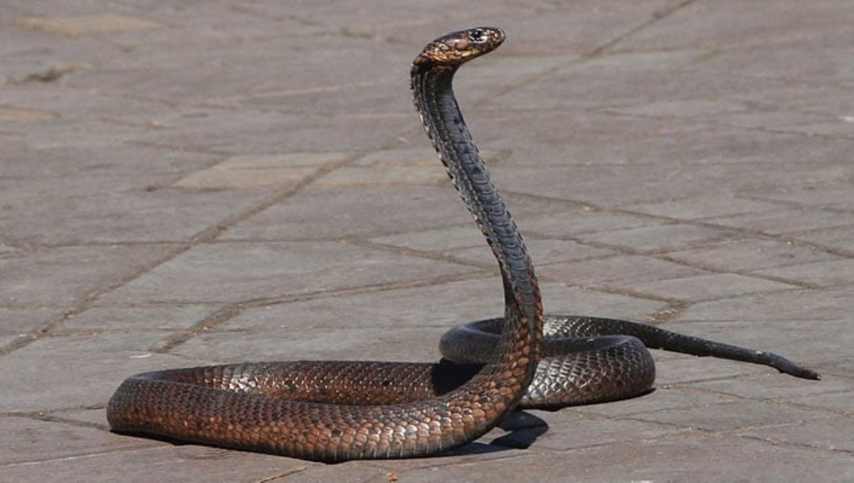 young brother dead bite snake who came for brother funeral 