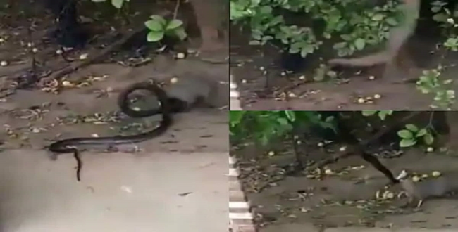 Mongoose vs snake viral videos