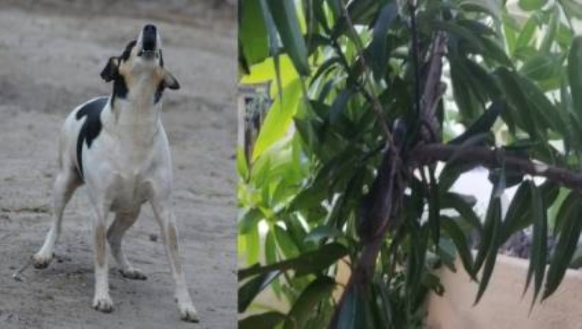 Dog helps to found cobra on tree