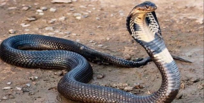 Women killed mother in law with snake for illegal relationship
