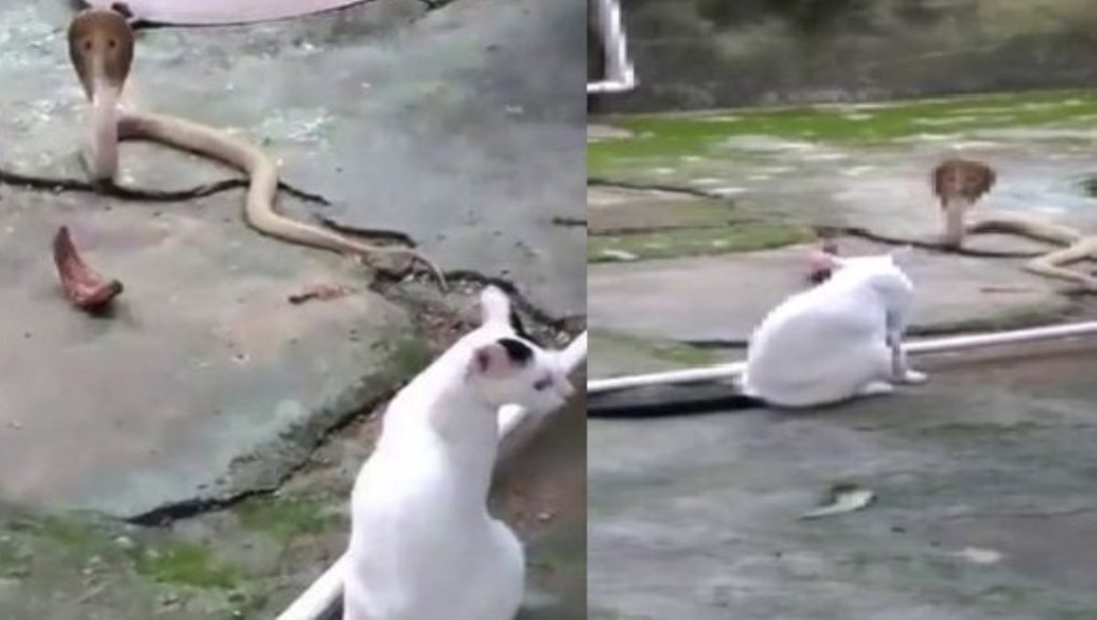 cat stopped snake 