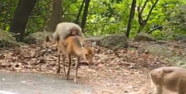 Monkey takes a ride on deer back