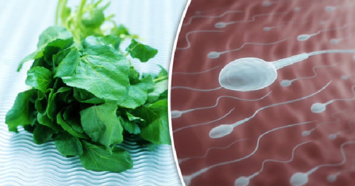 spinach for sperm count increasing